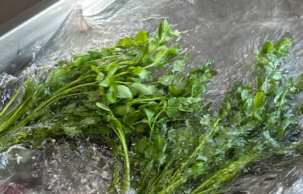 미나리효능-세척방법-스타라스토어