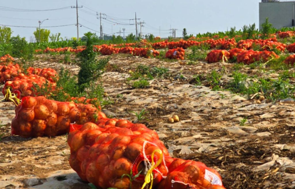 양파-스타라스토어-산지직송