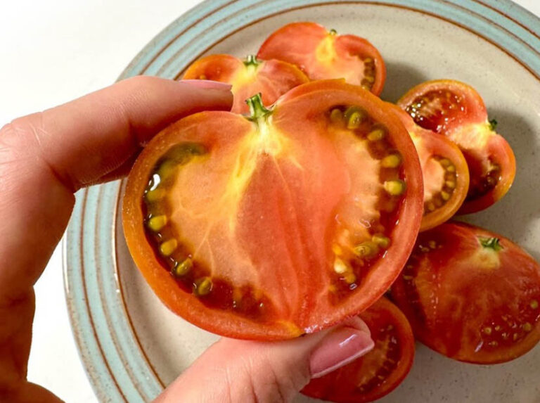 토마토와 짭짤이 토마토