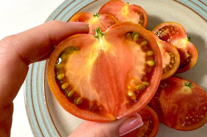 토마토와 짭짤이 토마토