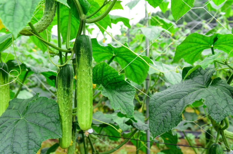 스타라스토어-오이-효능-실제자라는모습