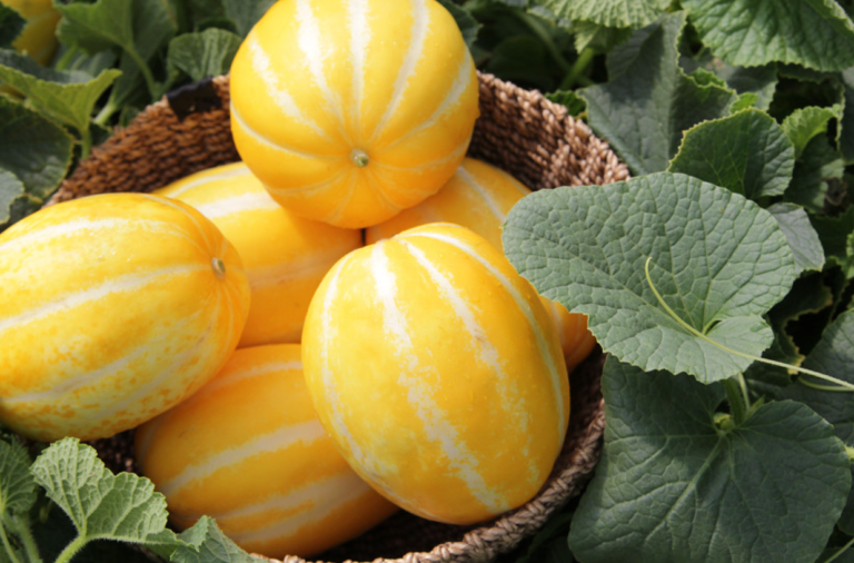 참외-효능-스타라스토어